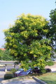 goldenrain tree